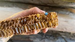 Human larvaes, enslaved by ANGIE wmv