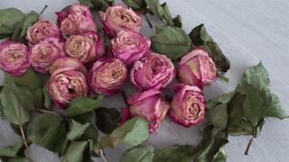 LorY trampled a lot of roses a