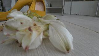 I crush flowers with yellow shoes b