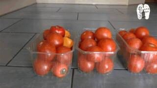 Tomatos crushed under Hunter Wellies