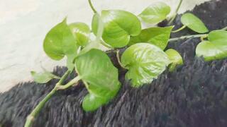 Crushing a very small man with my bare feet, the giant Angelina(1)