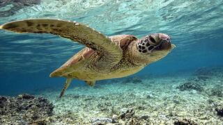 2 Minutes of Relaxing Ocean Animals