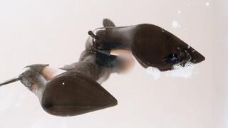 Giantess Wife Spits on & Crushes Tiny Husband with her High Heels