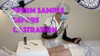 SPERM SAMPLE BEFORE CASTRATION WITH LONG LATEX GLOVES AND ELASTRATOR (MOV)