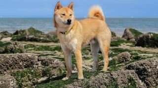 Calming nature sounds forest