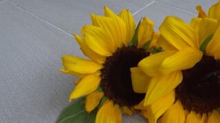 I stomp and crush sunflowers III