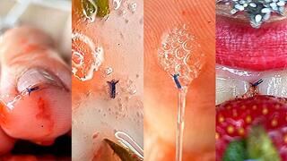 Drooling Strawberry Humiliation of a Tiny