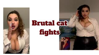 Brutal cat fights