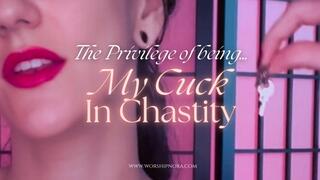 The Privilege Of Being My Cuck In Chastity