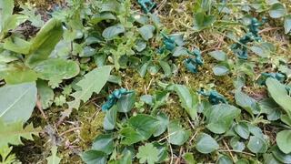 The Italian giantess against the toy soldiers in the forest 720HD