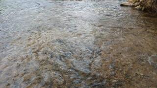 Fifi wearing socks with her sandals and getting them wet in the creek