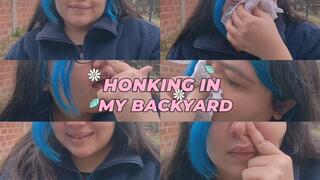 Honking In My Backyard