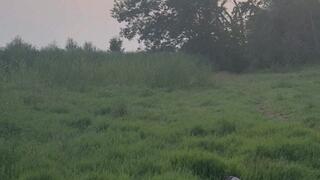 puppy training in the woods outdoor