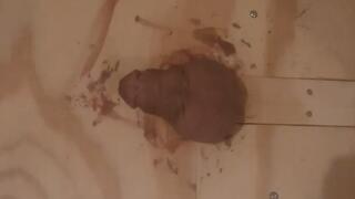 Bruised Dick Stomping