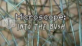 Microscope: Into the Bush