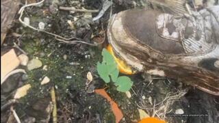 Fruit crush and spitting on my dirty nike airmax