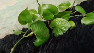 I step and crush tiny man with my beautiful sandals (1)