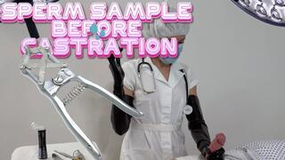SPERM SAMPLE BEFORE CASTRATION WITH LONG LATEX GLOVES (MP4)