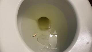 teenie swims in giantess giant toilet full of pee 1080