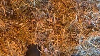 Farm Diaries How Mistress Odessa Get Her Boots SO DIRTY