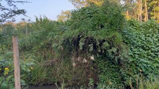 BONDAGE- TOO HOT FOR A PROPER PREVIEW