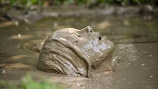 Summer, Mighty Wet Aphrodite in Brown MPVBleck