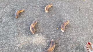 I crush, trample and crush with my platform heels (3)