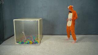 A cube for the tiger