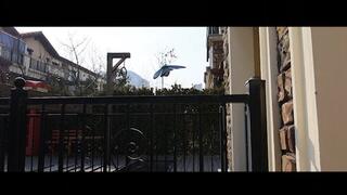 YT2707 Spring has arrived and butterflies are starting to fly wildl