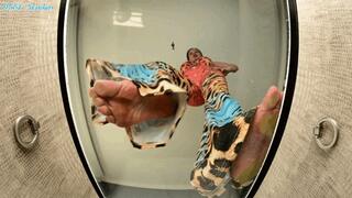 Miss Jasmine knew you were a foot pervert! Put shrinking powder in her shoes! BARE FEET CRUSH! - MP4