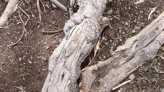 Barefoot and Shoes – A Walk Through the Park